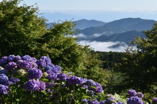 見ごろのアジサイ、三沢のほうに雲海？