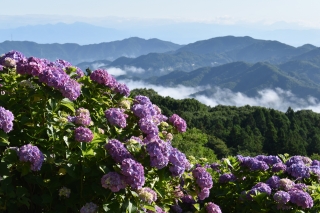 見頃のアジサイと少々の雲海