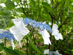 ガクアジサイのアップ、ガクは白く、両性花は青い