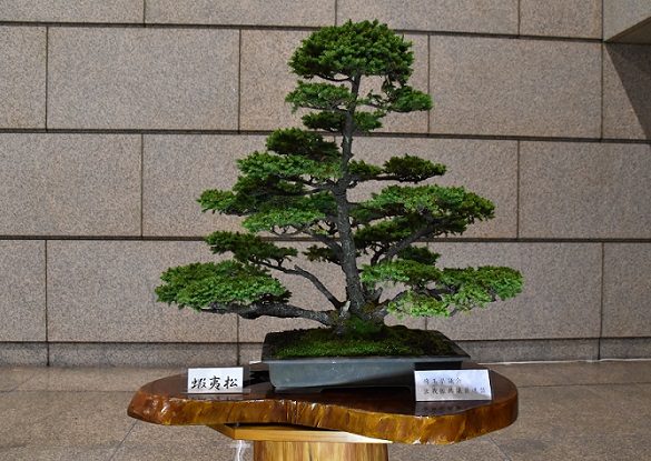 020615_bonsai