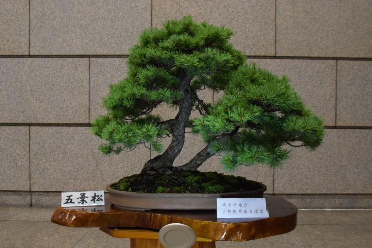 r0206_bonsai2