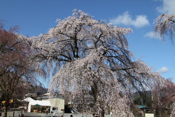 桜