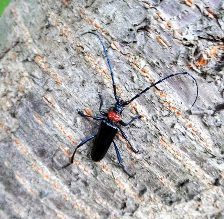 クビアカツヤカミキリの資料用画像素材集 埼玉県環境科学国際センター