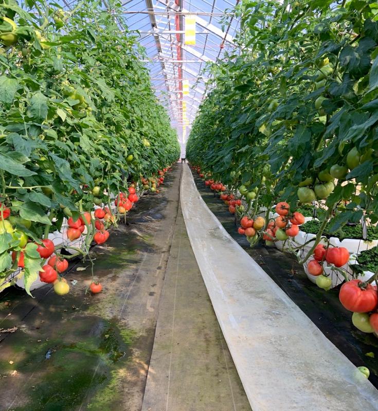 整然と並ぶ樽栽培トマト、12月～6月に収穫・販売を行っています