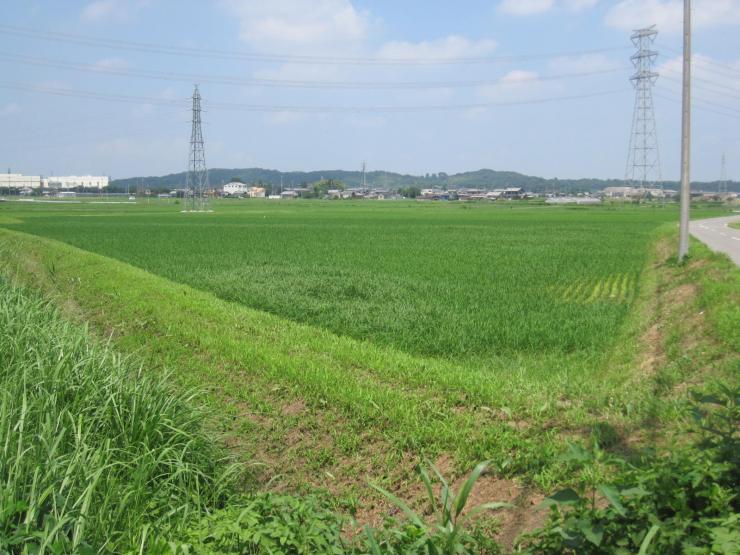 美里町ほ場