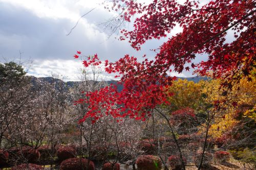 冬桜と紅葉