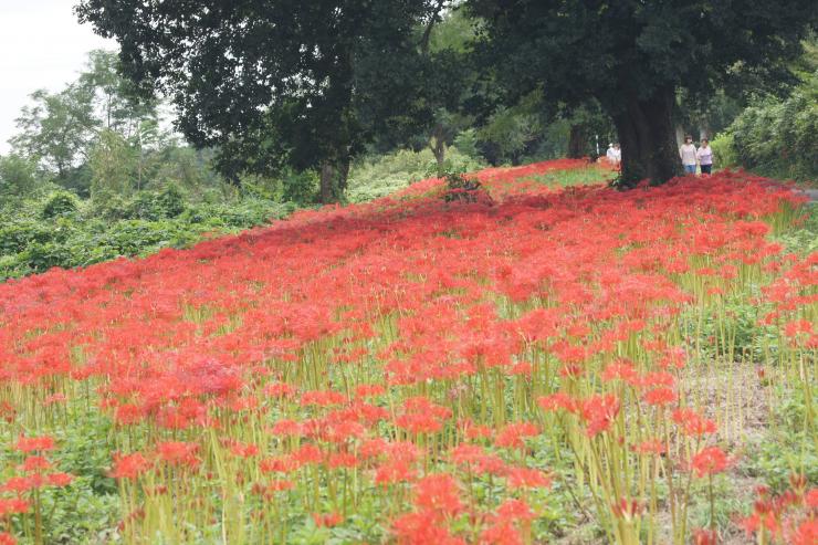 烏川河川敷の彼岸花