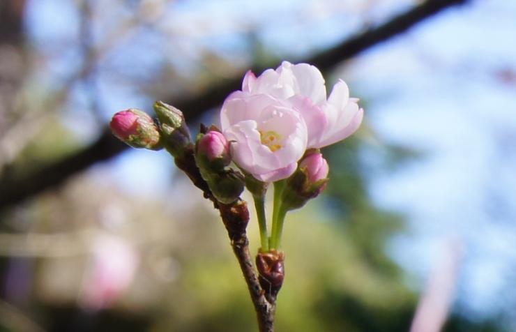 城峯公園の冬桜（神川町）