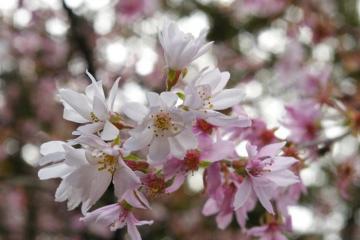 冬桜