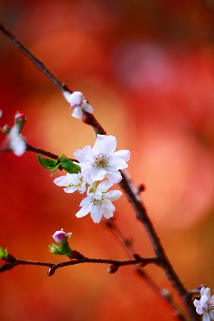 紅葉と桜