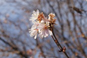 日本神社桜