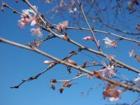 青空と桜3