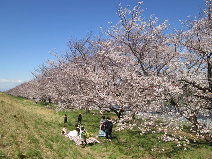 桜を楽しむ人々
