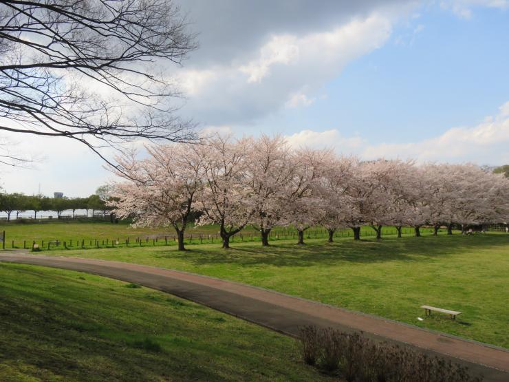 桜並木