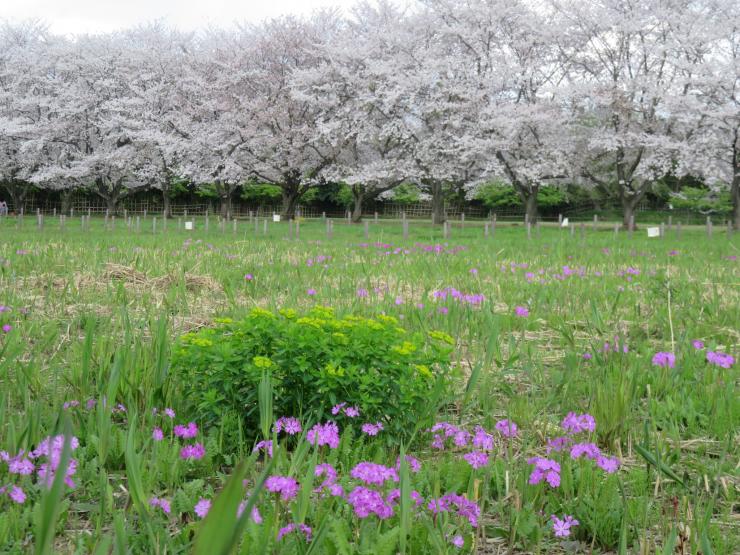 サクラソウと桜