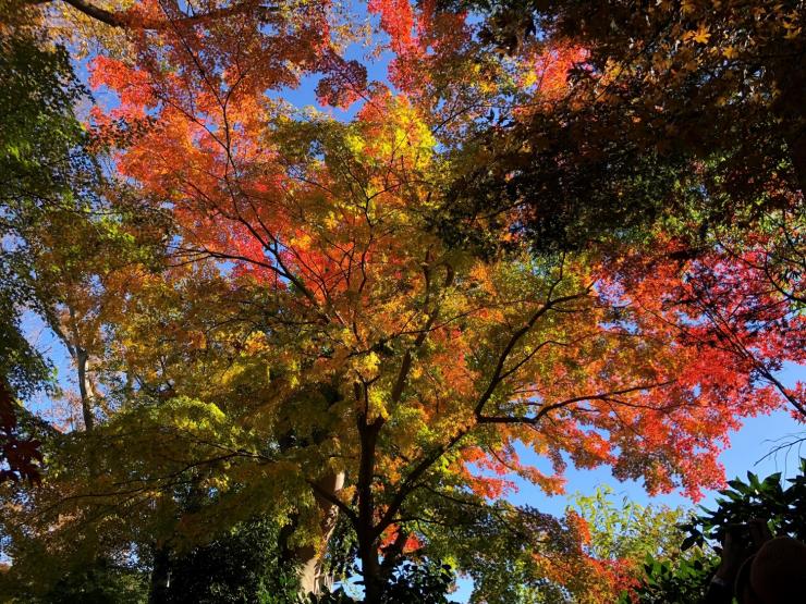 木々の紅葉