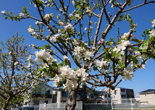 公園の花