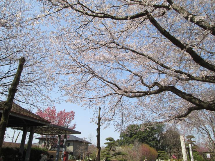 青空と桜