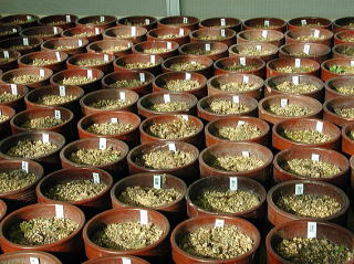 サクラソウ園芸品種栽培用の鉢が沢山並んでいます掘り上げに備えて土を乾燥させるためです