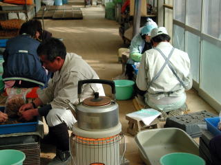 ガラス室に続く作業場で芽の掘り上げを行っている様子です。ストーブに囲まれるようにして作業しています。