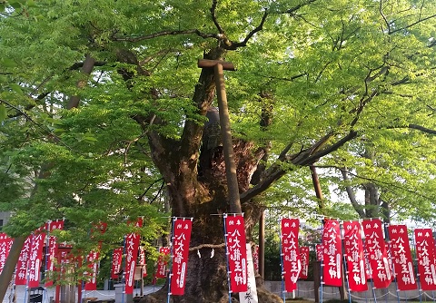 秩父今宮神社の龍神木（4月下旬）