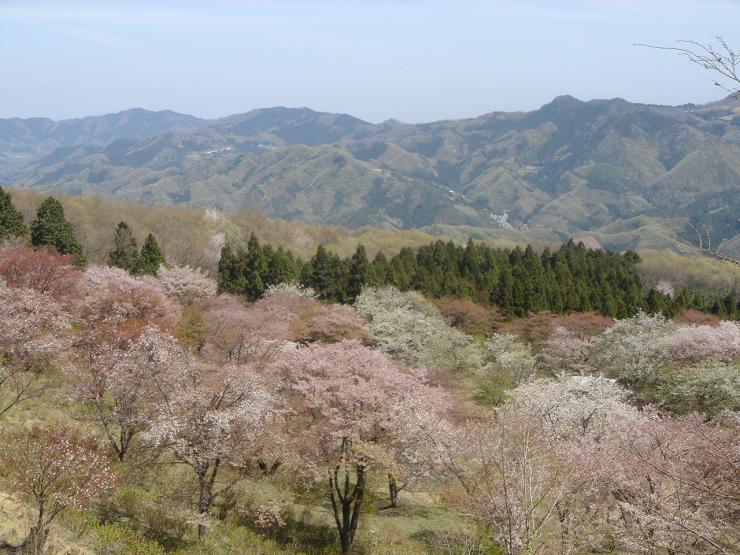 美の山公園（桜）