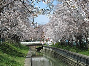 美笹の桜