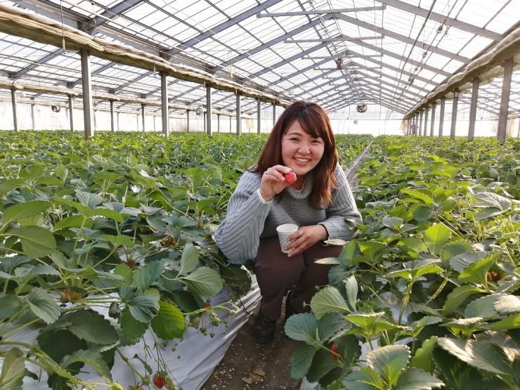 横瀬町のいちご狩り