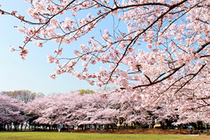 蕨市民公園