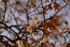 葉と一緒に咲くオオシマザクラ