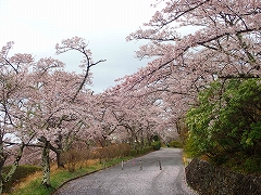 公園内道路のソメイヨシノ散り始め