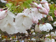 タイハク開花