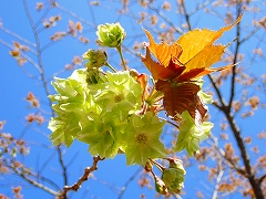 緑色の桜のギョイコウが開花