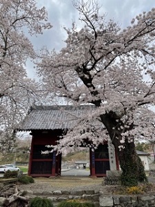 桜大門
