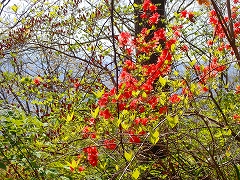 開花したヤマツツジ