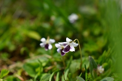 小さな白っぽい花をつけるツボスミレ