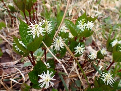 ヒトリシズカのお花畑