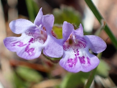 薄紫の中に紫の斑点があるカキドオシの花