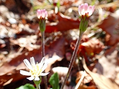 淡いピンク色の花弁が日に透けるセンボンヤリの花