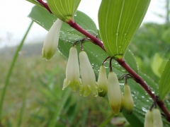 雨に濡れた白い花のアマドコロ