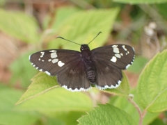 黒い羽根に白い斑点のあるダイミョウセセリ