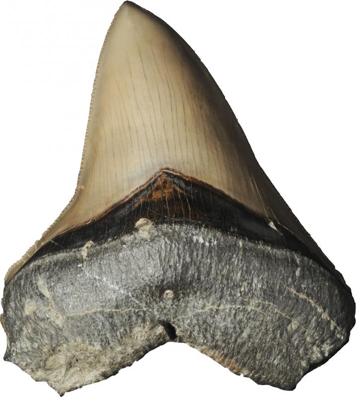 カルカロドンメガロドンの歯化石