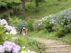 階段の両脇に咲くアジサイ