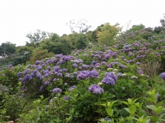 紫色のアジサイが斜面に咲いている
