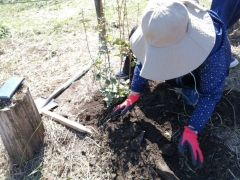 ミツバツツジの苗を植える様子