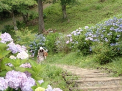 アジサイ園地の散策模様