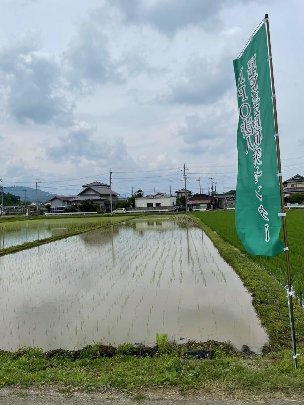 田植え2