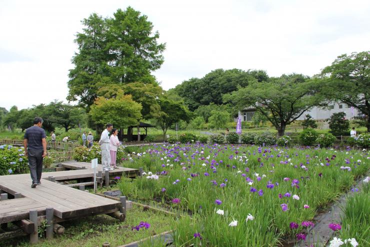 丸山公園しょうぶ