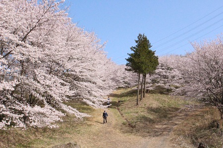 虎山の千本桜