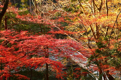 武蔵嵐山渓谷